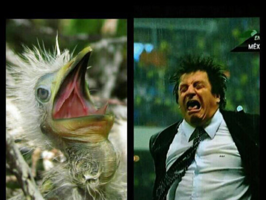 Los mejores chistes de la semana