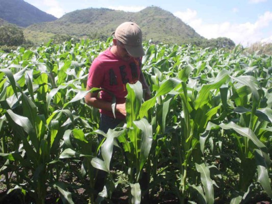 Sigue en el limbo el nuevo reglamento de exoneración al agro