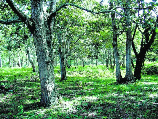 La naturaleza es el principal activo del municipio de San Marcos de Colón