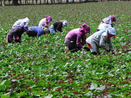 Campos agrícolas de Comayagua bajo la lupa por intoxicaciones