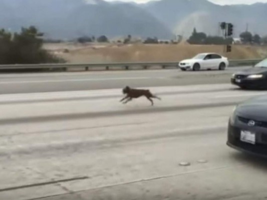 Usan peluche para sacar a perro que corría en carretera&nbsp;
