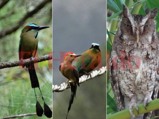 FOTOS: Exóticas y coloridas, así son las aves que se observan en Comayagua