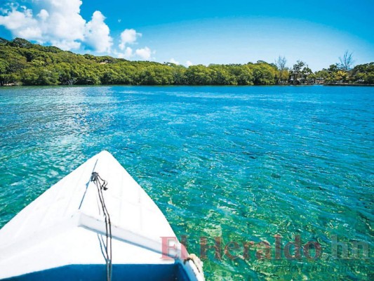 Manglares de José Santos Guardiola, una joya invaluable de Islas de la Bahía