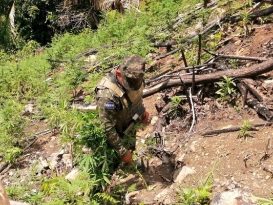 Erradican plantación de marihuana de al menos dos manzanas en Tocoa, Colón
