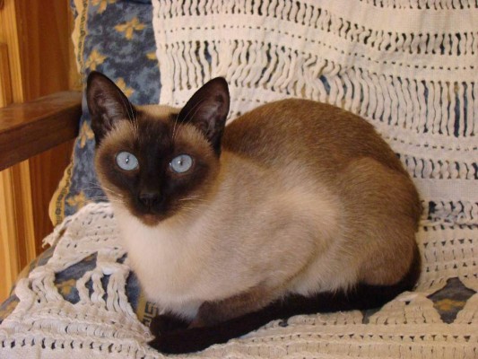 Las seis razas de gatos más amigables