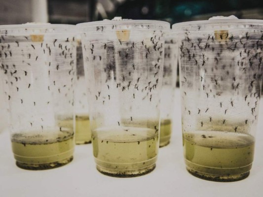 Indonesia: Estudio sobre el dengue aporta esperanzas para contener el virus&nbsp;&nbsp;