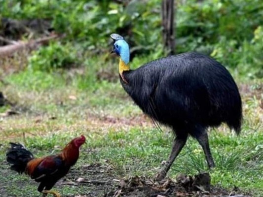 Hombre no tenía permiso para tener el pájaro casuario que lo mató