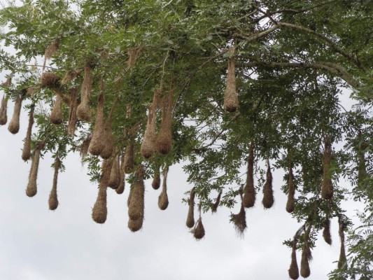 Panacoma, la joya forestal del departamento de Comayagua