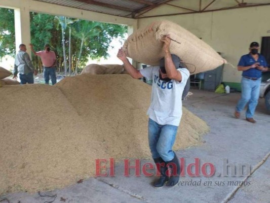 Comayagua produce el 14% de la semilla de arroz que se destina al sector agrícola