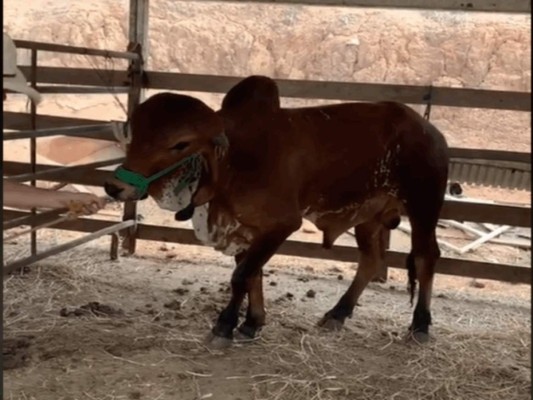 Los lujos que mostraba el extraditable hondureño Óscar Santos Tobar en TikTok