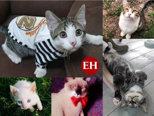 En el Día Internacional del Gato lectores de Diario EL HERALDO nos comparten imágenes de sus felinos