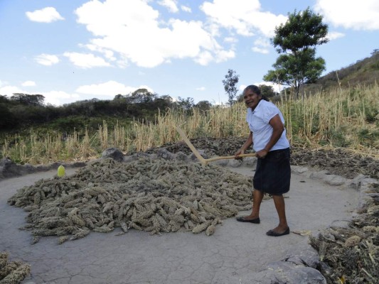Pierden cosecha de maicillo en el sur