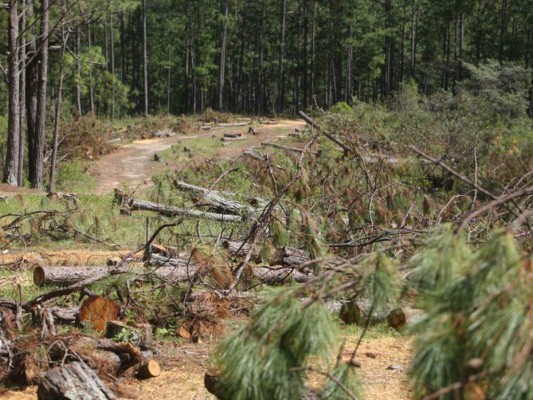 Pérdidas por el gorgojo de pino son de L 5,000 millones