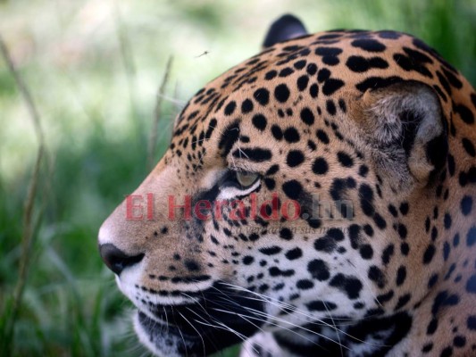 Recorriendo el zoológico Rosy Walther: Micho, el atractivo jaguar que se roba las miradas