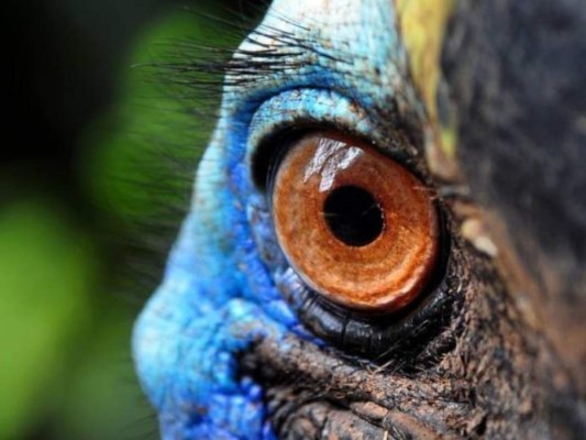 El casuario es considerada el ave más peligrosa del mundo por sus poderosas garras. Un pájaro gigante como este fue el que mató a su dueño en Estados Unidos. Foto: AFP