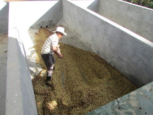 Honduras: 50 mil empleos deja corte de café