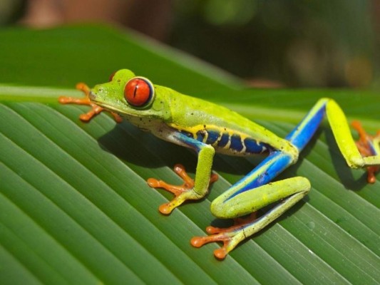 Descubren una 'rana de chocolate' en Nueva Guinea, Australia