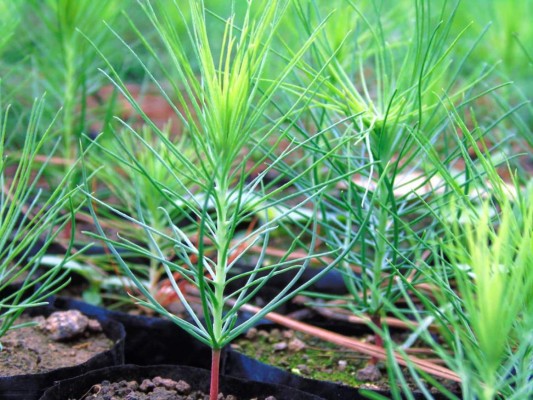 Más de 9 mil hectáreas afectadas están siendo reforestadas en el Distrito Central