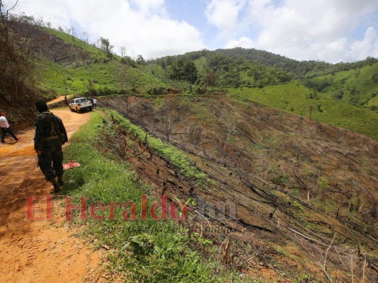 Destruyen el pulmón más grande de Honduras y construyen carretera clandestina (FOTOS)  