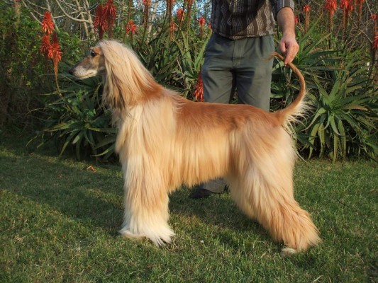 Raza afgano... un can de altura