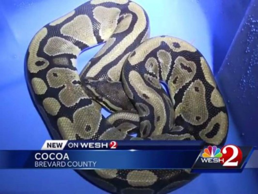 Mujer halla pitón mientras lava su ropa en Florida, Estados Unidos