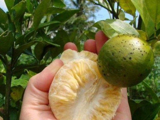 Plaga asiática amenazan plantaciones de cítricos en Honduras