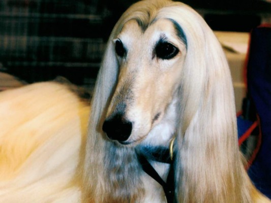 Raza afgano... un can de altura