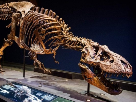 El esqueleto será exhibido en el Royal Saskatchewan Museum a partir de mayo. Foto: AFP