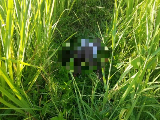 Lo que se sabe sobre el trágico accidente que dejó 5 muertos en La Ceiba