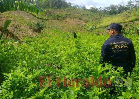 El cultivo de plantas de coca revela el nivel del narcotráfico en el país. Foto: El Heraldo