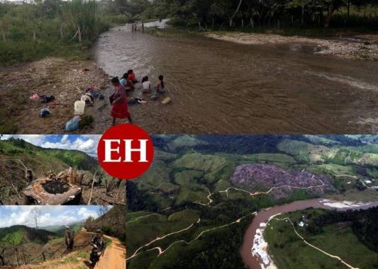Sin que ninguna entidad gubernamental u oenegé brinde una explicación, la Biósfera del Río Plátano -declarada Patrimonio de la Humanidad- está siendo devastada para la construcción de una carretera ilegal de al menos 108 kilómetros de distancia.Un equipo de EL HERALDO Plus visitó tramos del lugar y atestiguó la destrucción de la zona que atraviesa los departamentos de Gracias a Dios y Olancho. A continuación todos los detalles. FOTOS: EL HERALDO