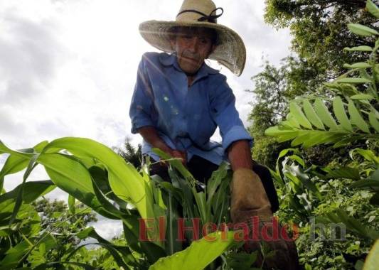Con todo perdido, los agricultores ven con esperanza las lluvias que están cayendo para volver a sembrar. Foto: David Romero/El Heraldo