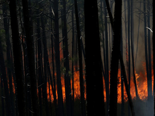 Alarma por aumento de incendios forestales