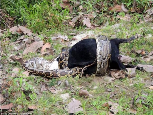 Momento en el que una pitón se traga una cabra