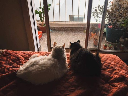 Acá están los mejores de la semana en Catrachistes