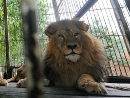 León mata en California a su cuidadora