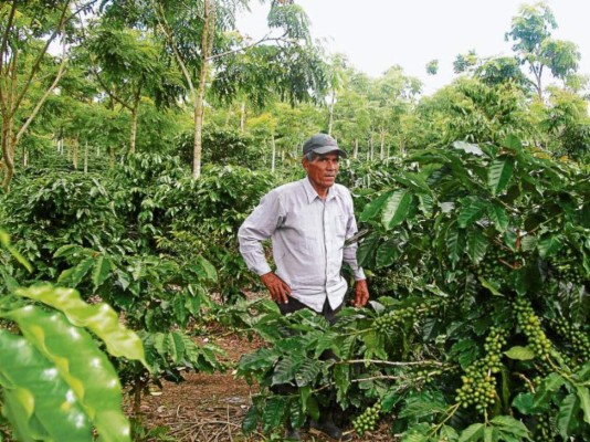Comayagua pierde título de mayor productor de café por la roya