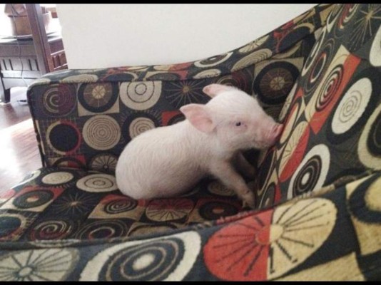 Una 'pequeña mascota' que no era lo que parecía