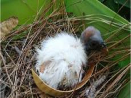 Zoológico de Costa Rica reprodujo rara especie de ave