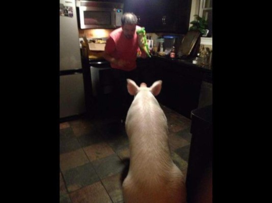 Una 'pequeña mascota' que no era lo que parecía