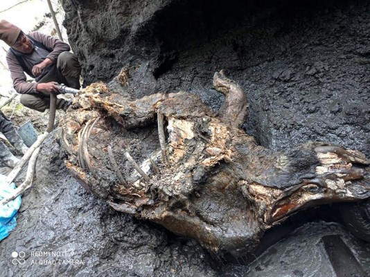 Esta fotografía tomada en agosto de 2020 muestra el cadáver de un rinoceronte lanudo en Yakutia, Rusia. (Valery Plotnikov/Mammoth Fauna Study Department at the Academy of Sciences of Yakutia via AP)