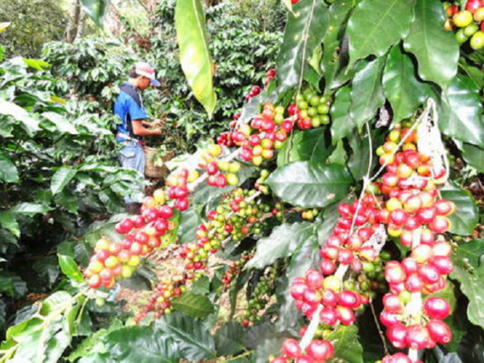 Exportaciones de café de Latinoamérica crecen 11.91% a pesar de roya