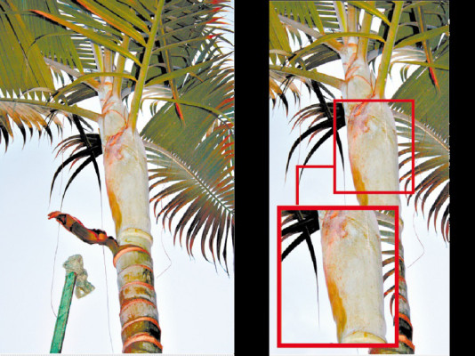 Honduras: Devotos ven rostro de Virgen sobre una palmera