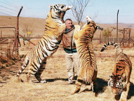 Las nuevas mascotas de adultos y niños