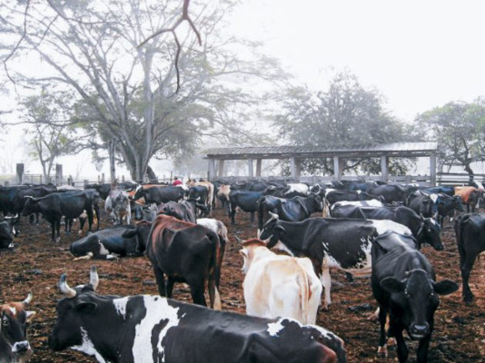 Productores de leche anhelan contar con plantas procesadoras