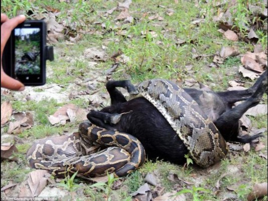 Momento en el que una pitón se traga una cabra
