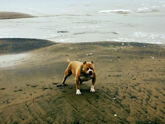 Hondureños comparten las fotos de sus mascotas