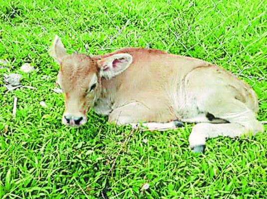 La Universidad de Agricultura vuelve a clases el 30 de enero por orden de la Junta Interventora