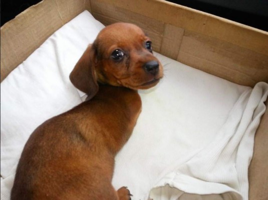 Perrito de dos patas