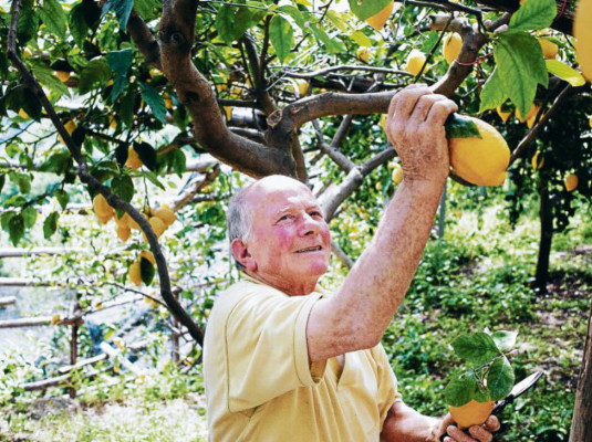 Un negocio de limonares en el corazón de Italia